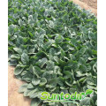 Green fast  grow heat tolerant spinach seed planter